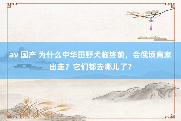 av 国产 为什么中华田野犬临终前，会俄顷离家出走？它们都去哪儿了？